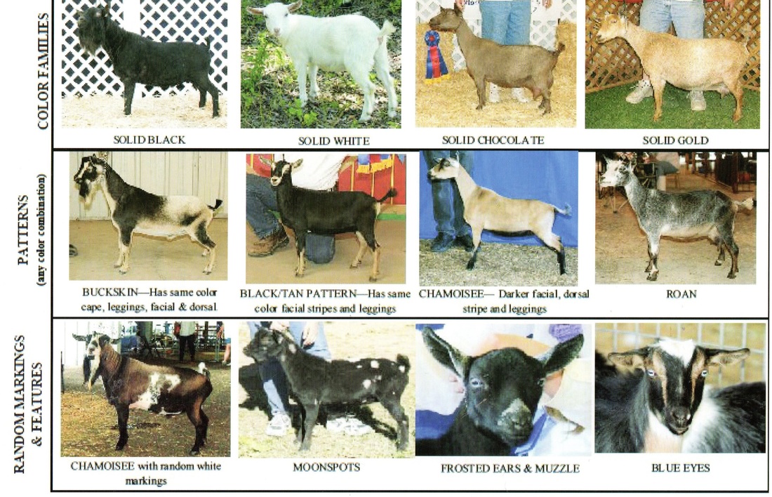 Goat Classification Chart